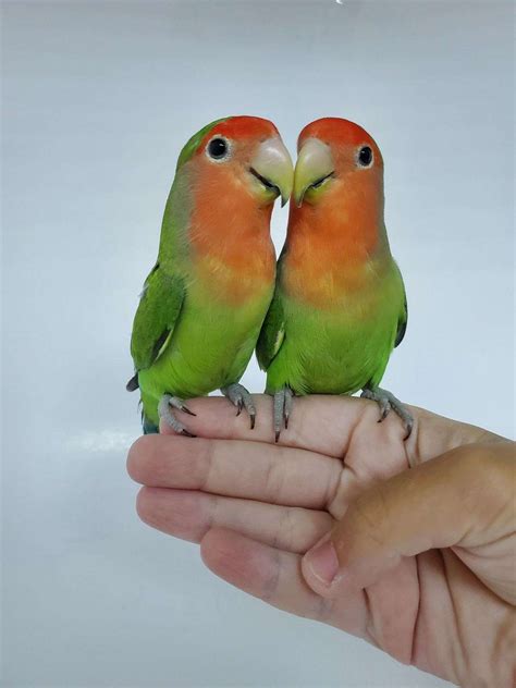 As they are quite intelligent and aware, even an untamed lovebird will. . Love bird for sale